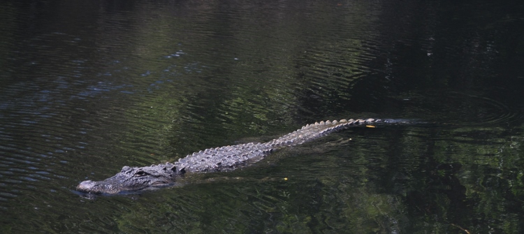 alligator
